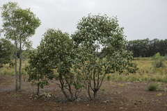 Eucalyptus populnea