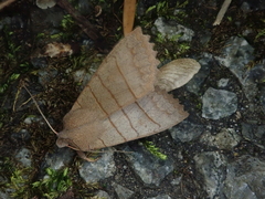 Eupsilia quadrilinea