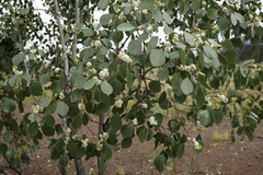 Eucalyptus populnea