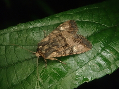 Nyctycia strigidisca