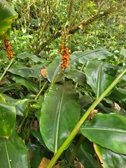 Hedychium