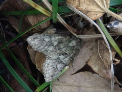 Dryobotodes intermissa