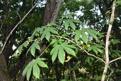 Kalopanax septemlobus