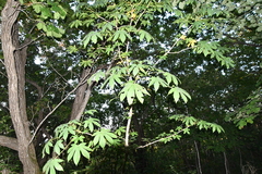 Kalopanax septemlobus