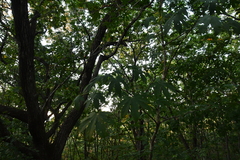 Kalopanax septemlobus