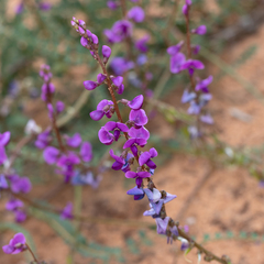Swainsona microphylla