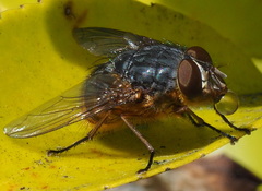 Calliphora