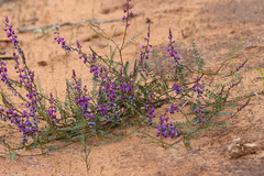 Swainsona microphylla