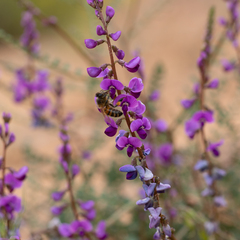 Swainsona microphylla