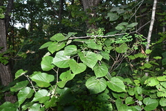 Tilia mandshurica