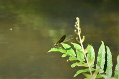 Neurobasis chinensis