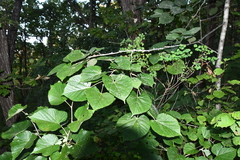 Tilia mandshurica