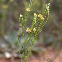 Pimelea simplex