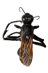 Sphecinae