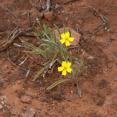Goodenia willisiana