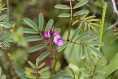 Indigofera australis