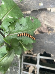 Nyctemera lacticinia