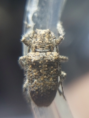 Prosoplus bankii