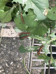 Nyctemera lacticinia