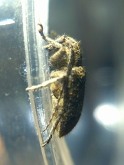 Prosoplus bankii