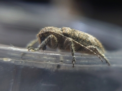 Prosoplus bankii