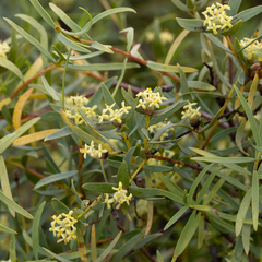 Pimelea microcephala