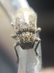 Prosoplus bankii