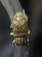 Prosoplus bankii
