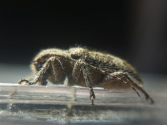 Prosoplus bankii
