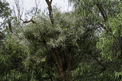 Acacia cambagei