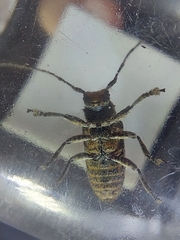Prosoplus bankii