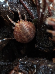 Porcellionides cingendus