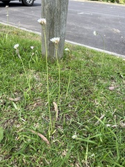 Nothoscordum