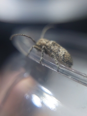 Prosoplus bankii
