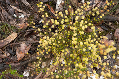 Acacia aculeatissima
