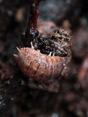 Porcellionides cingendus