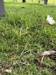 Nothoscordum