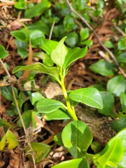Peperomia borbonensis
