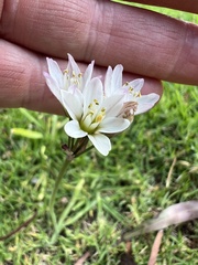 Nothoscordum