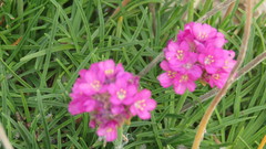 Armeria welwitschii