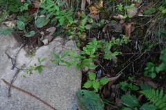Potentilla cryptotaeniae