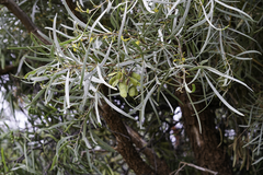 Acacia cambagei