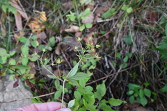 Potentilla cryptotaeniae