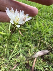 Nothoscordum