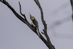 Nymphicus hollandicus