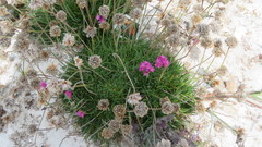 Armeria welwitschii