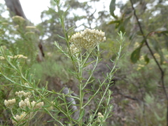 Ozothamnus retusus