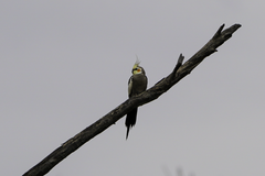 Nymphicus hollandicus