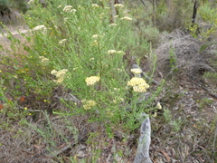 Ozothamnus retusus