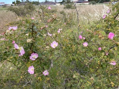 Rosa rubiginosa